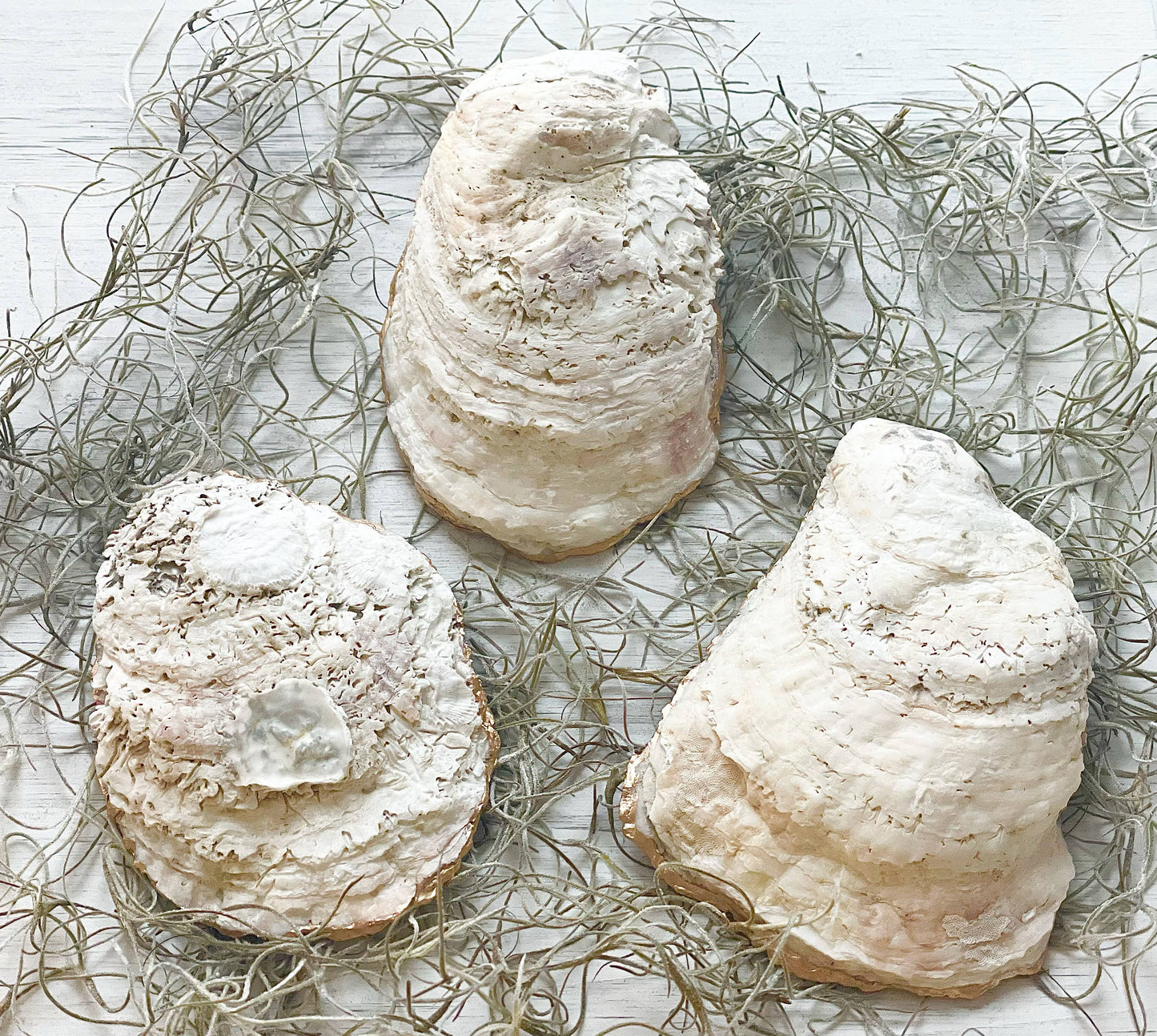 Alison Brooke Designs - French Hydrangea Oyster Trinket Dish